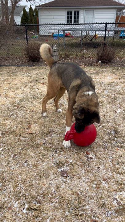 Enlarge Quincy AKA Quinn, a Adoptable Akita in Dearborn, MI video 4/5