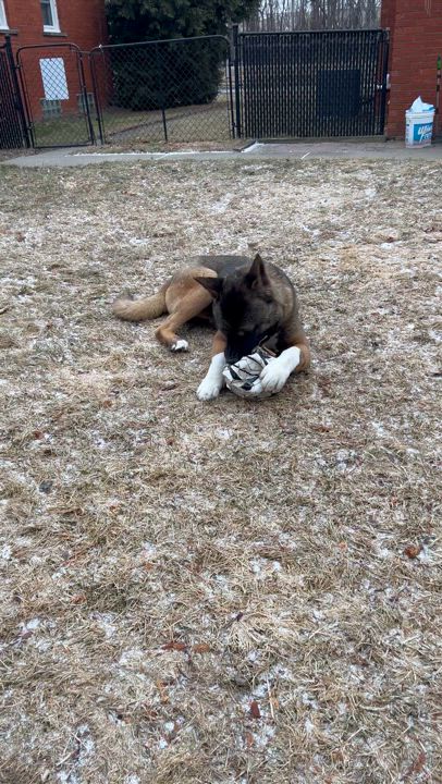 Enlarge Quincy AKA Quinn, a Adoptable Akita in Dearborn, MI video 5/5