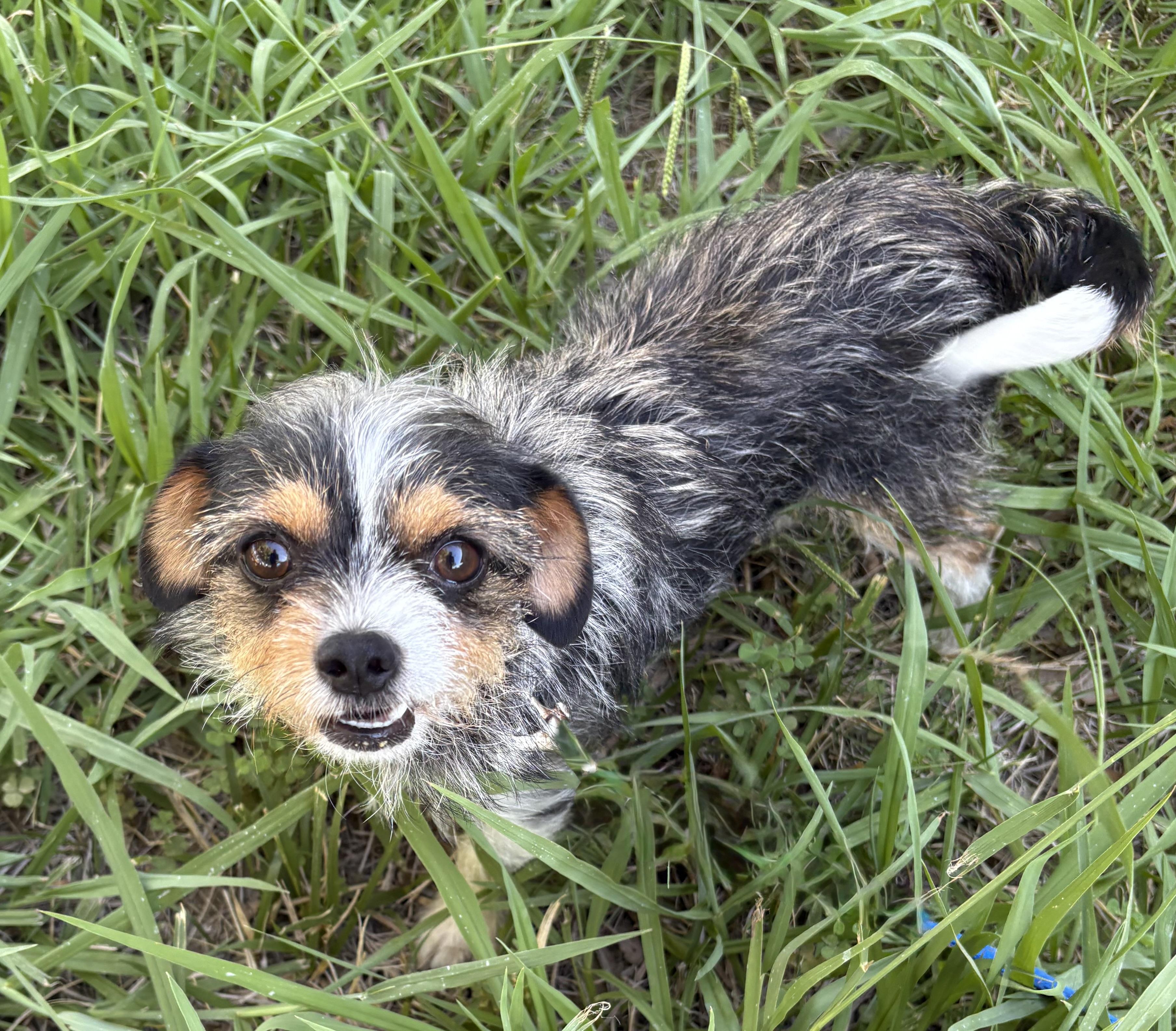 Enlarge Terri, an adopted mixed breed in Red Bluff, CA image 2/4
