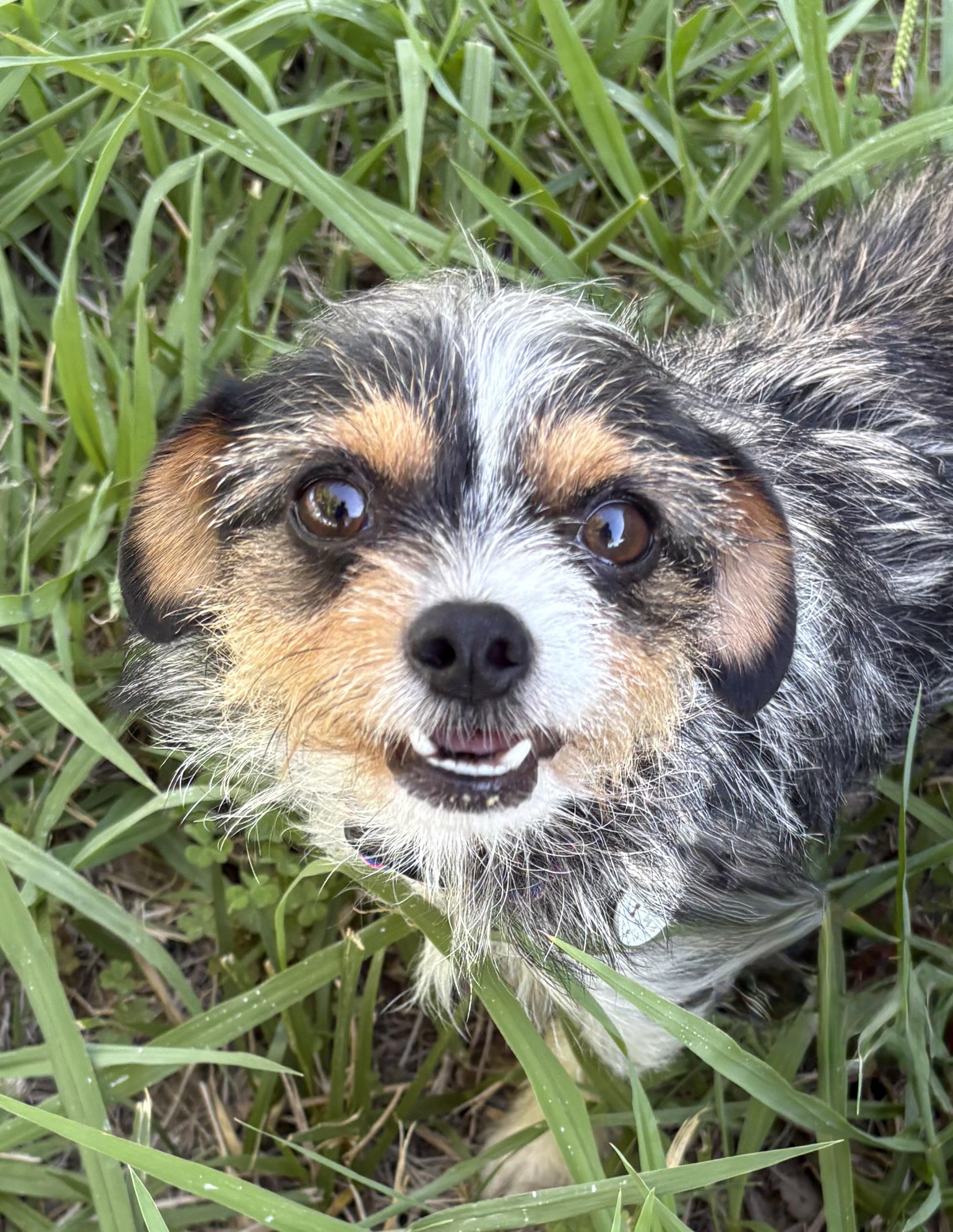 Enlarge Terri, an adopted mixed breed in Red Bluff, CA image 3/4