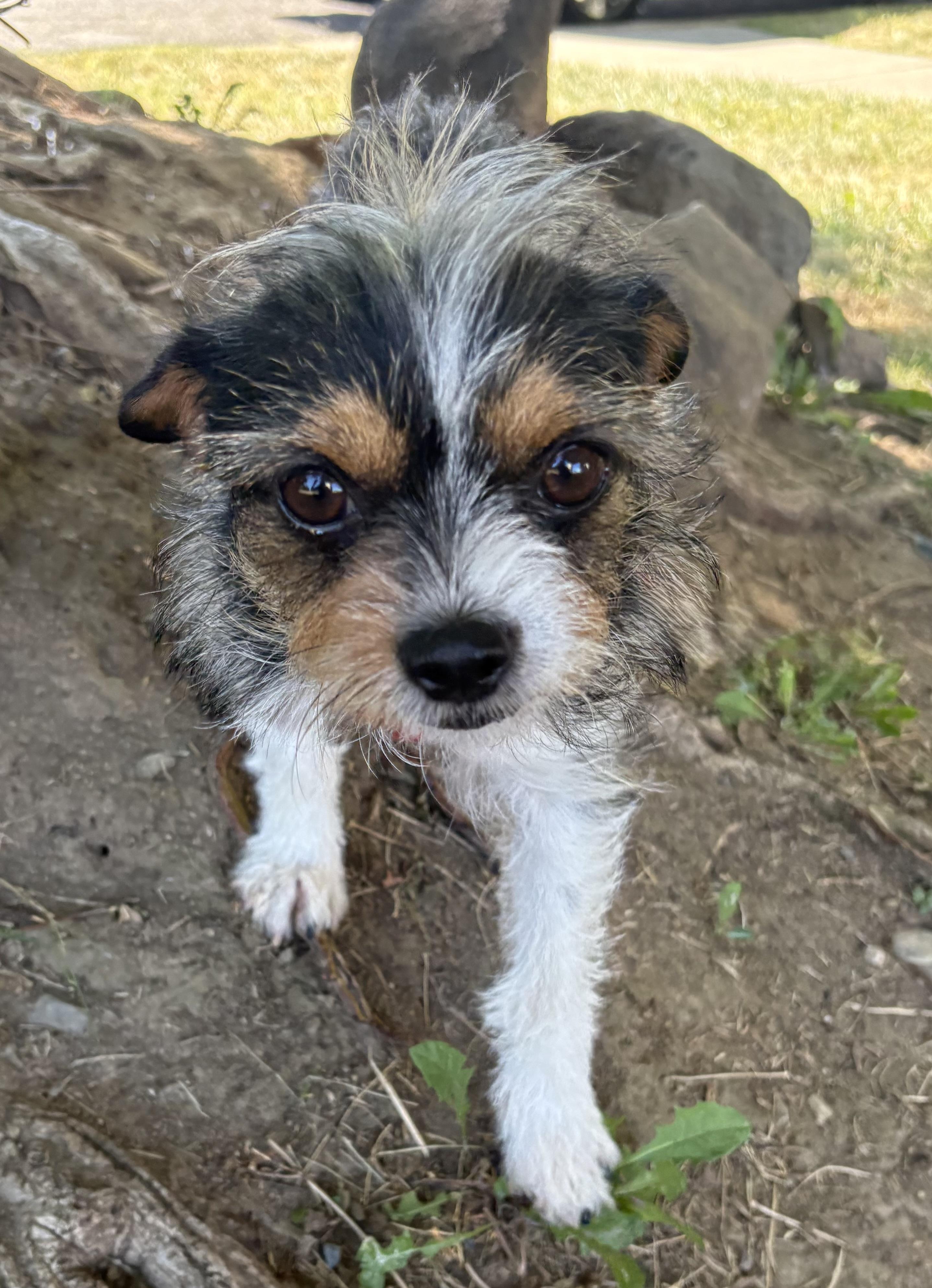 Enlarge Terri, an adopted mixed breed in Red Bluff, CA image 4/4