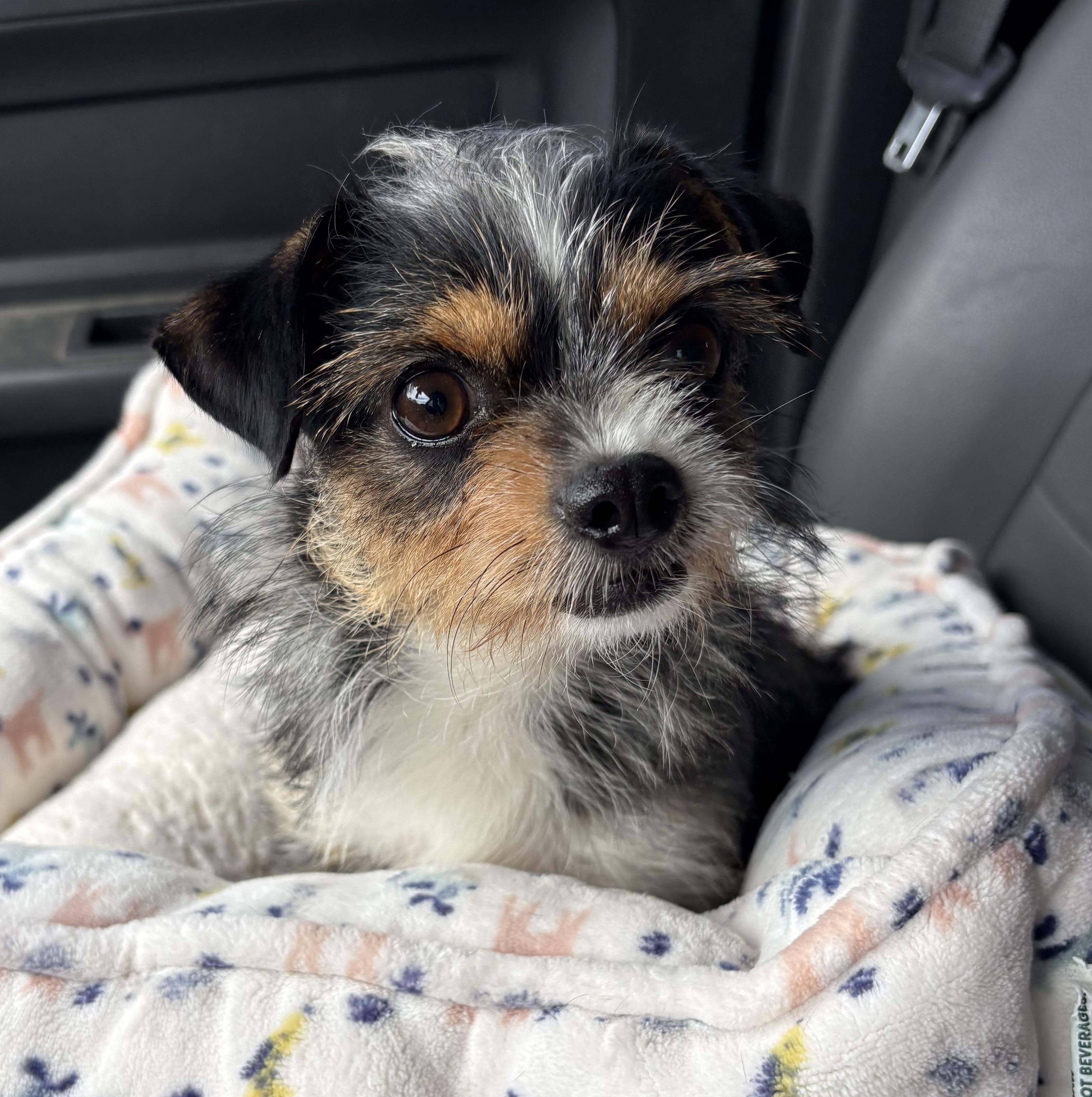 Terri, adopted, Adult Female Yorkshire Terrier & Chihuahua.