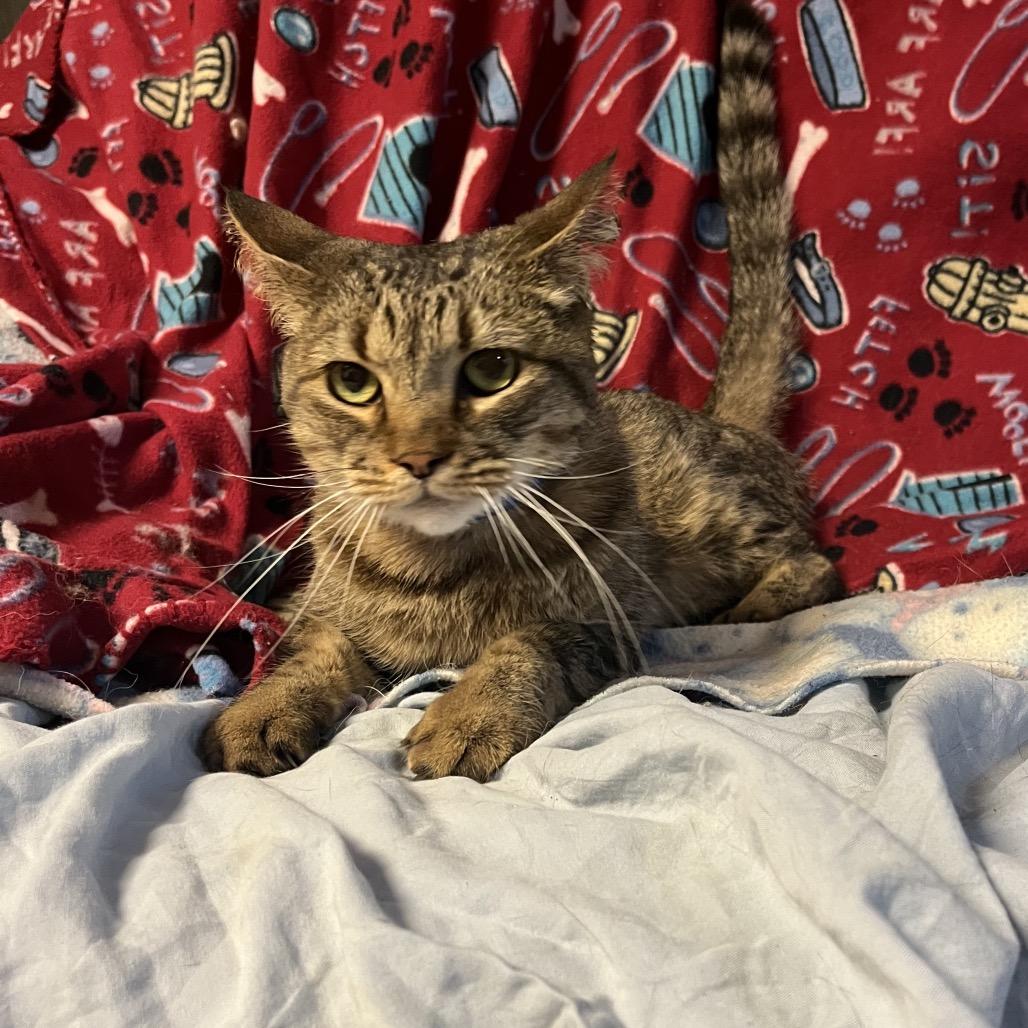 Enlarge Winken, a Adoptable Domestic Short Hair in Waldorf, MD image 1/3