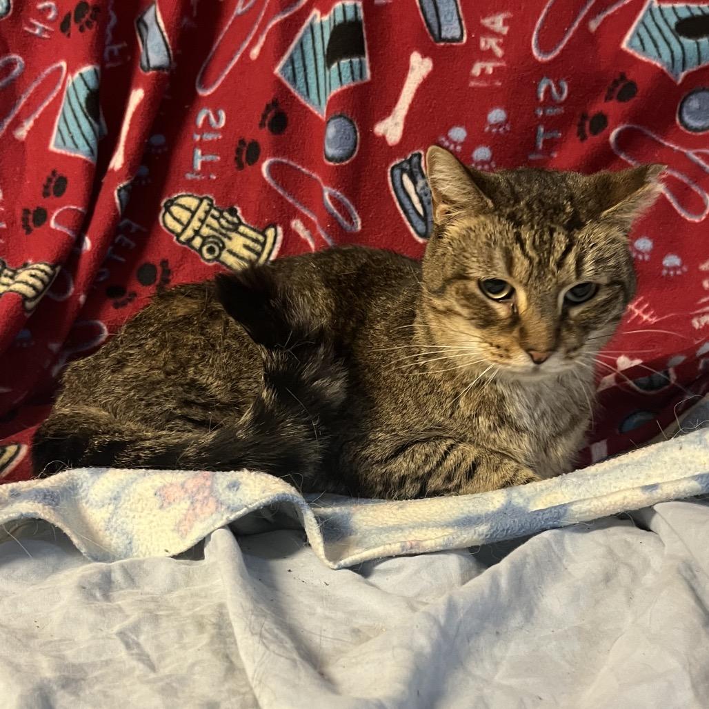 Enlarge Winken, a Adoptable Domestic Short Hair in Waldorf, MD image 2/3