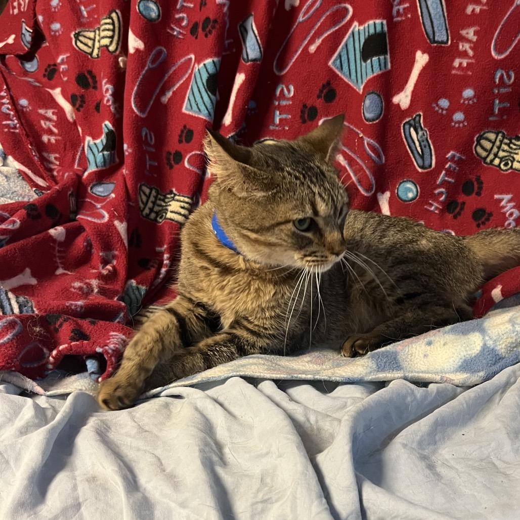 Enlarge Winken, a Adoptable Domestic Short Hair in Waldorf, MD image 3/3