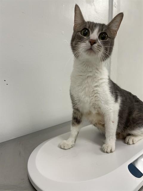 Enlarge LAUREL, a Adoptable Domestic Short Hair in Killeen, TX image 1/1