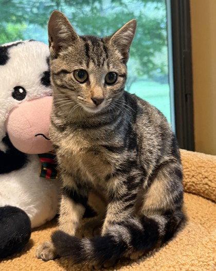 Enlarge Waltz, a Adoptable Domestic Short Hair in Midland, VA image 1/1