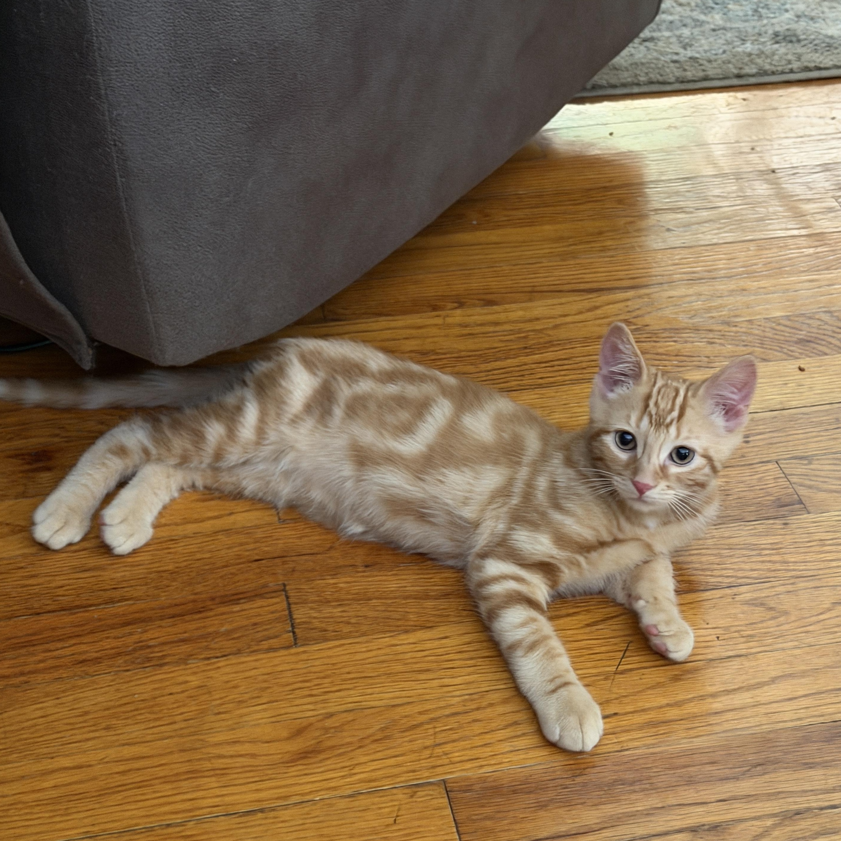 Cheeto, adopted, Kitten Male Domestic Short Hair.
