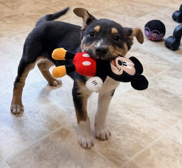 Maverick, Adopted, Puppy Male Collie.