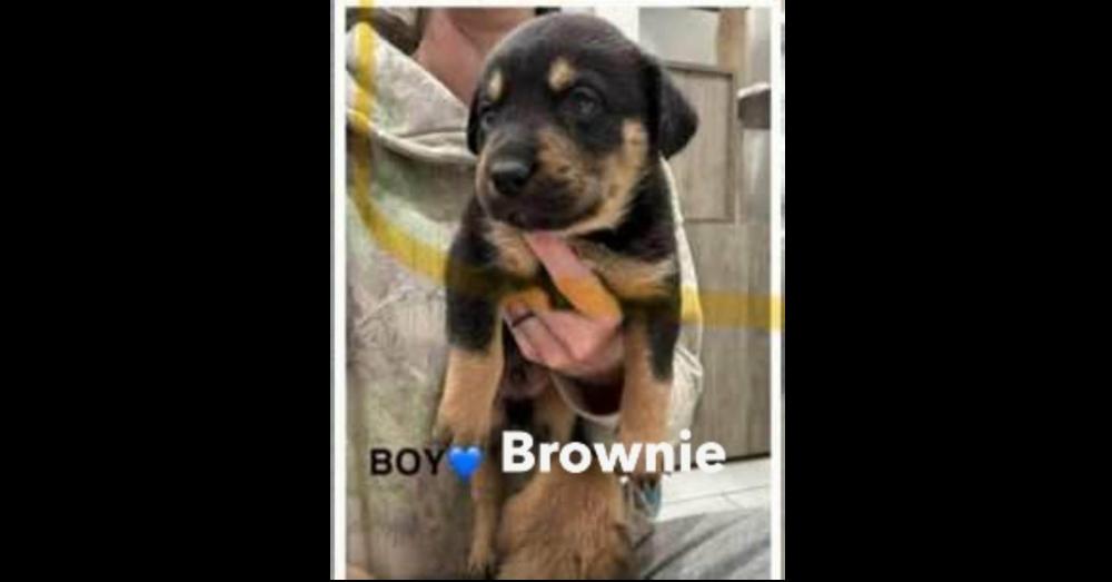 Enlarge Brownie, a Adoptable mixed breed in Aurora, CO image 1/2
