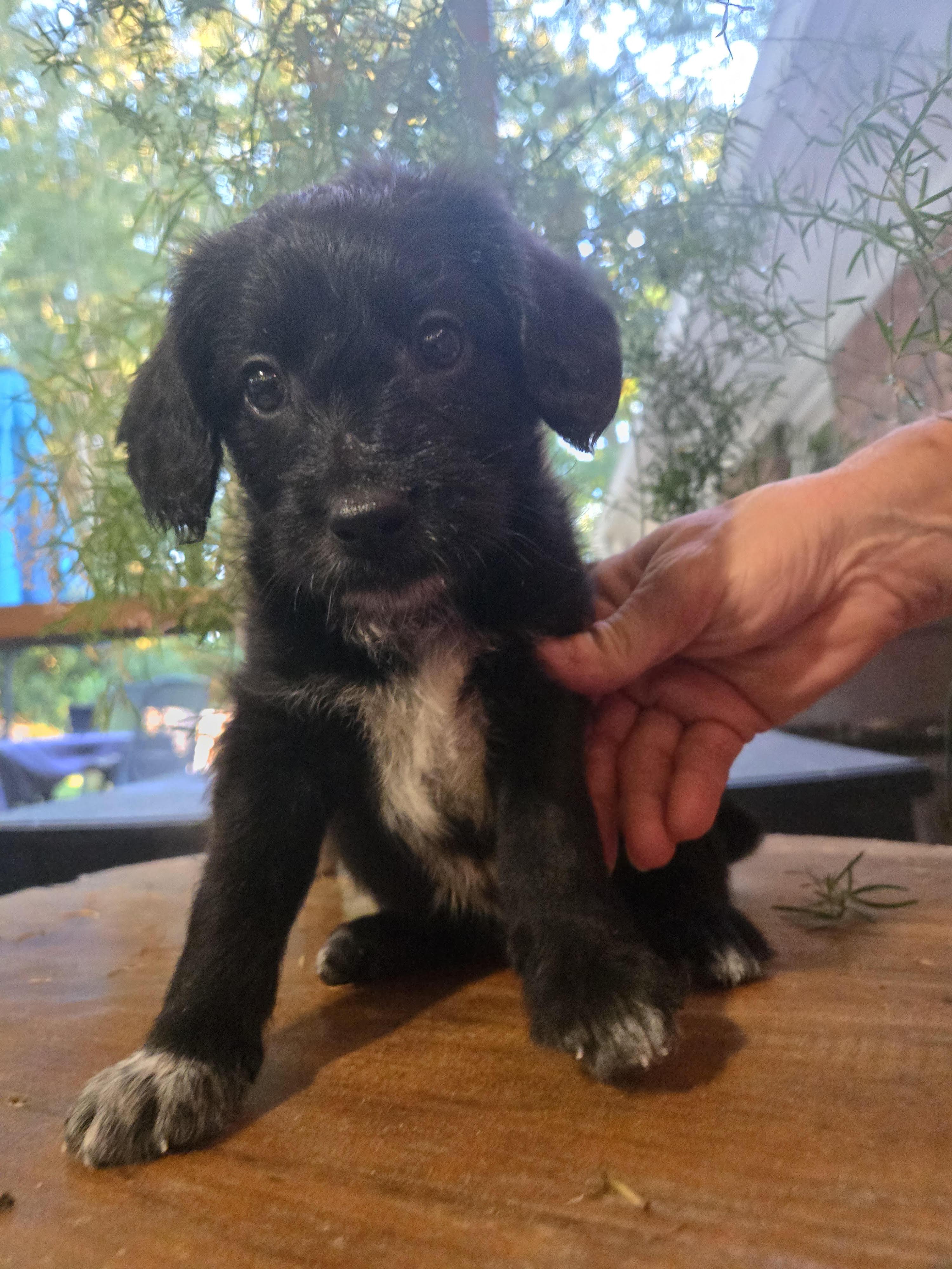 Enlarge Chubb, a Adopted mixed breed in Cumming, GA image 3/3