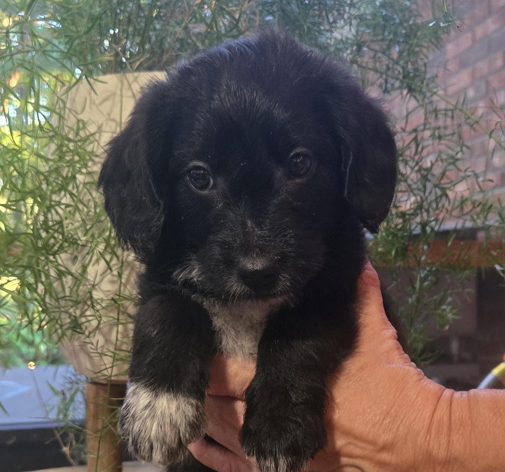Enlarge Chubb, a Adopted mixed breed in Cumming, GA image 1/3