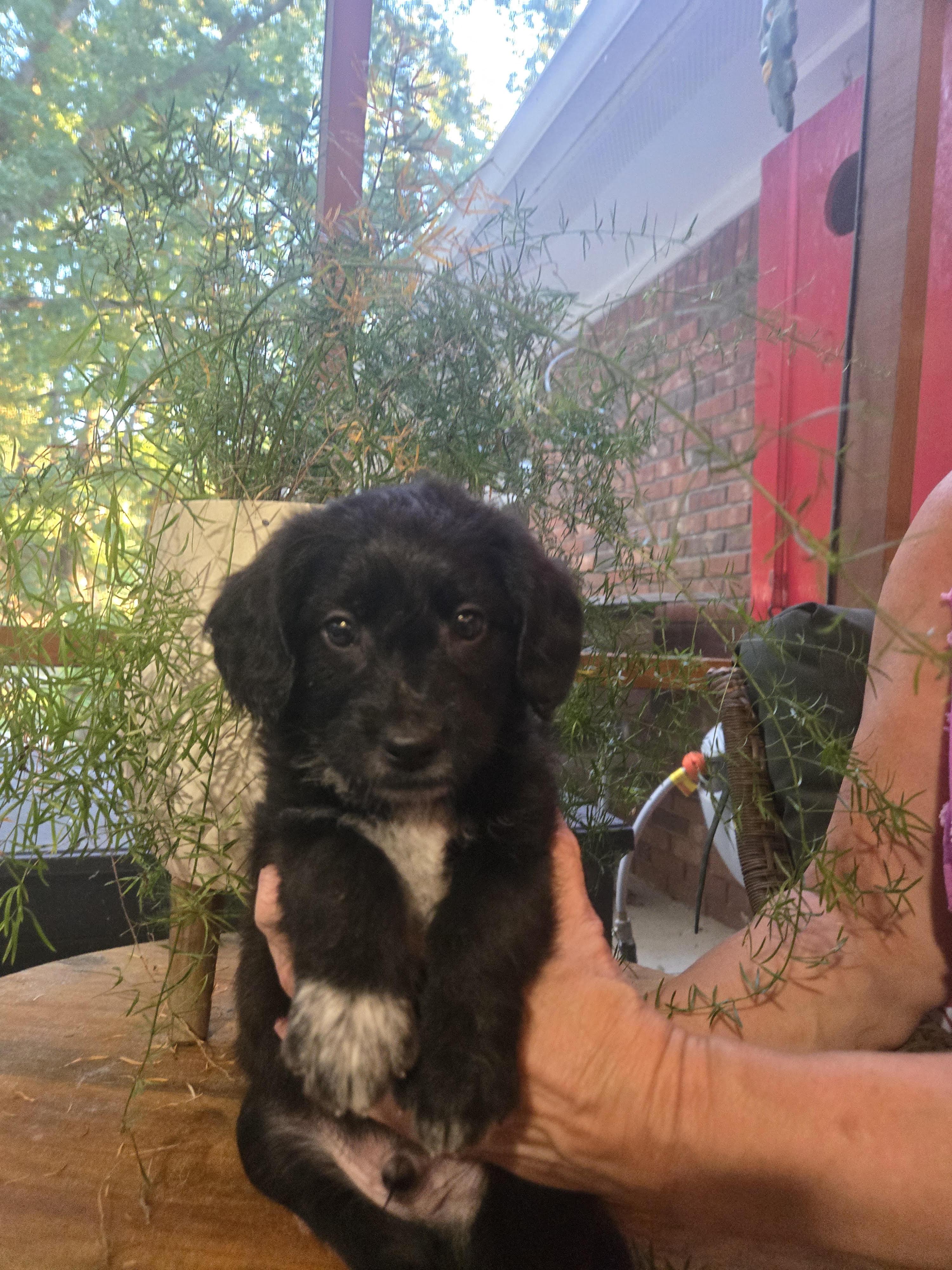 Enlarge Chubb, a Adopted mixed breed in Cumming, GA image 2/3