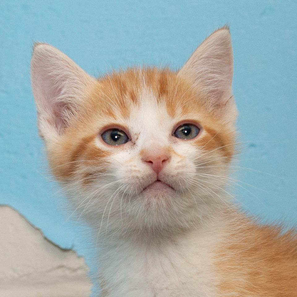 Enlarge Mango, a Adoptable Domestic Medium Hair in Troy, OH image 1/2