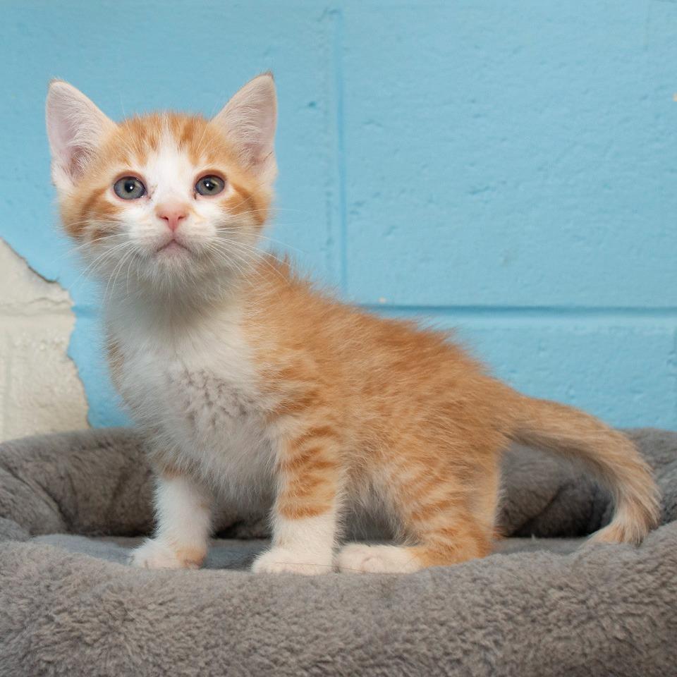 Enlarge Mango, a Adoptable Domestic Medium Hair in Troy, OH image 2/2