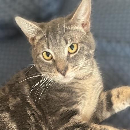 Enlarge Simon, a Adoptable Domestic Short Hair in Bellevue, WA image 2/4