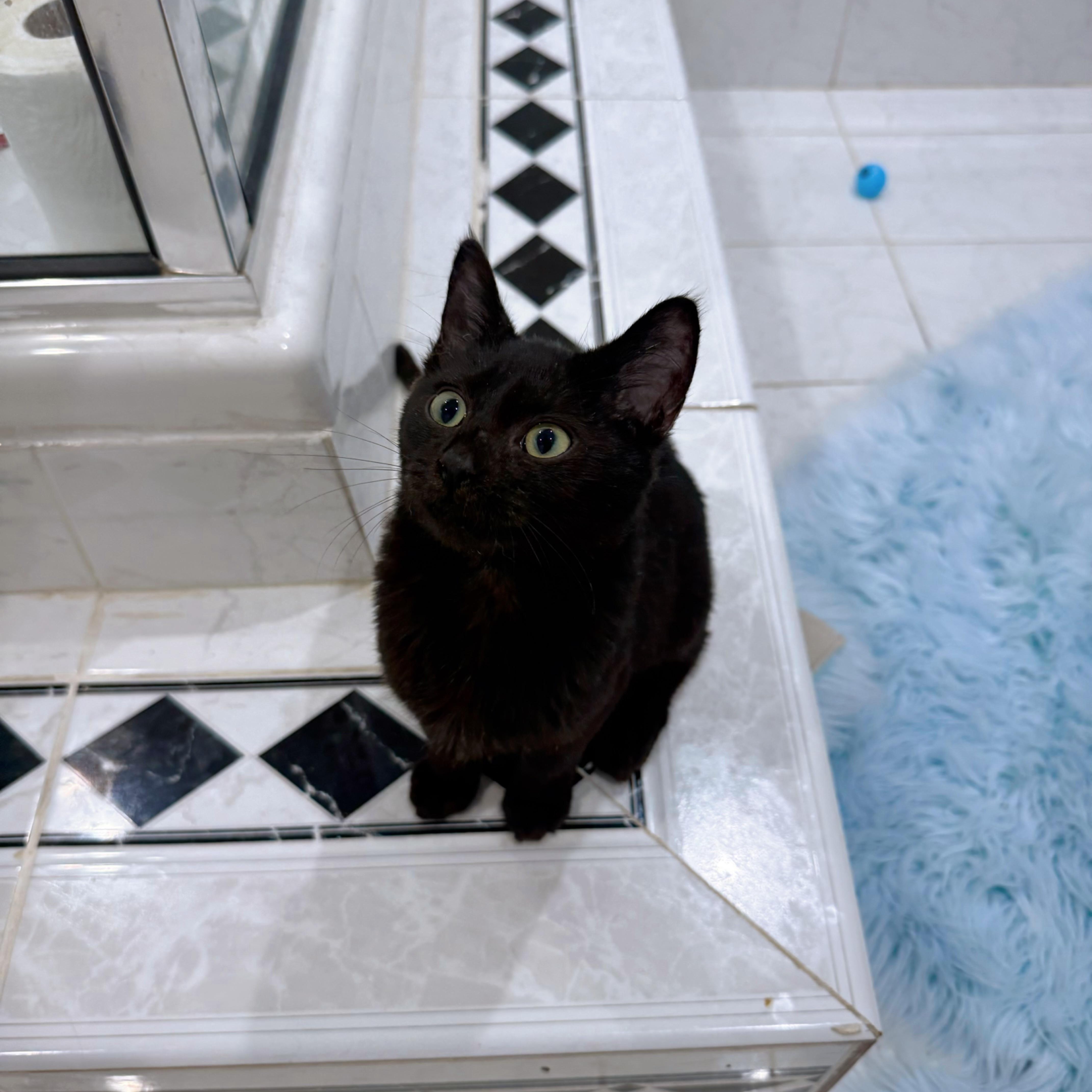Enlarge Mario, a Adopted Domestic Short Hair in Vineyard Haven, MA image 1/5