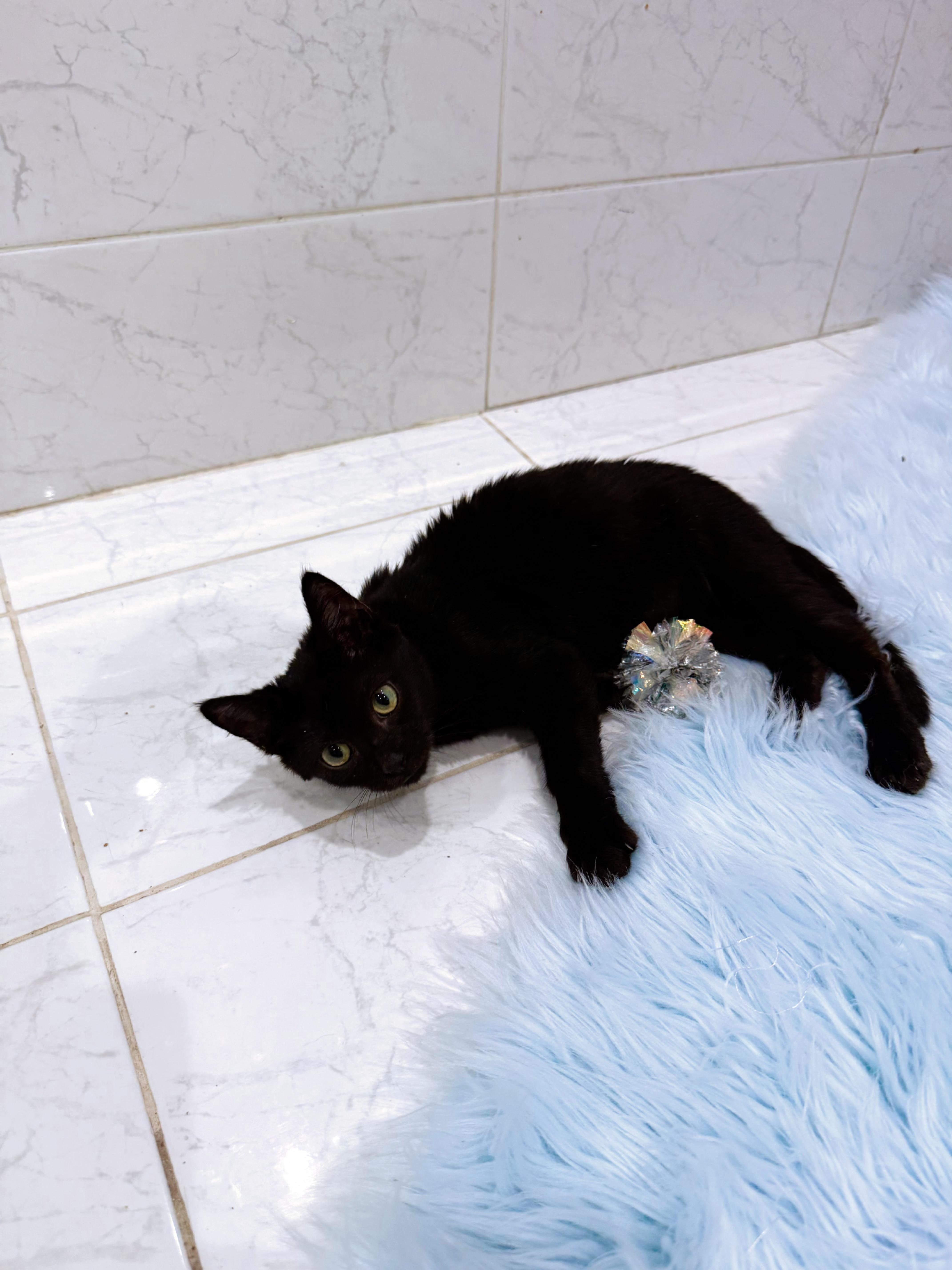 Enlarge Mario, a Adopted Domestic Short Hair in Vineyard Haven, MA image 4/5