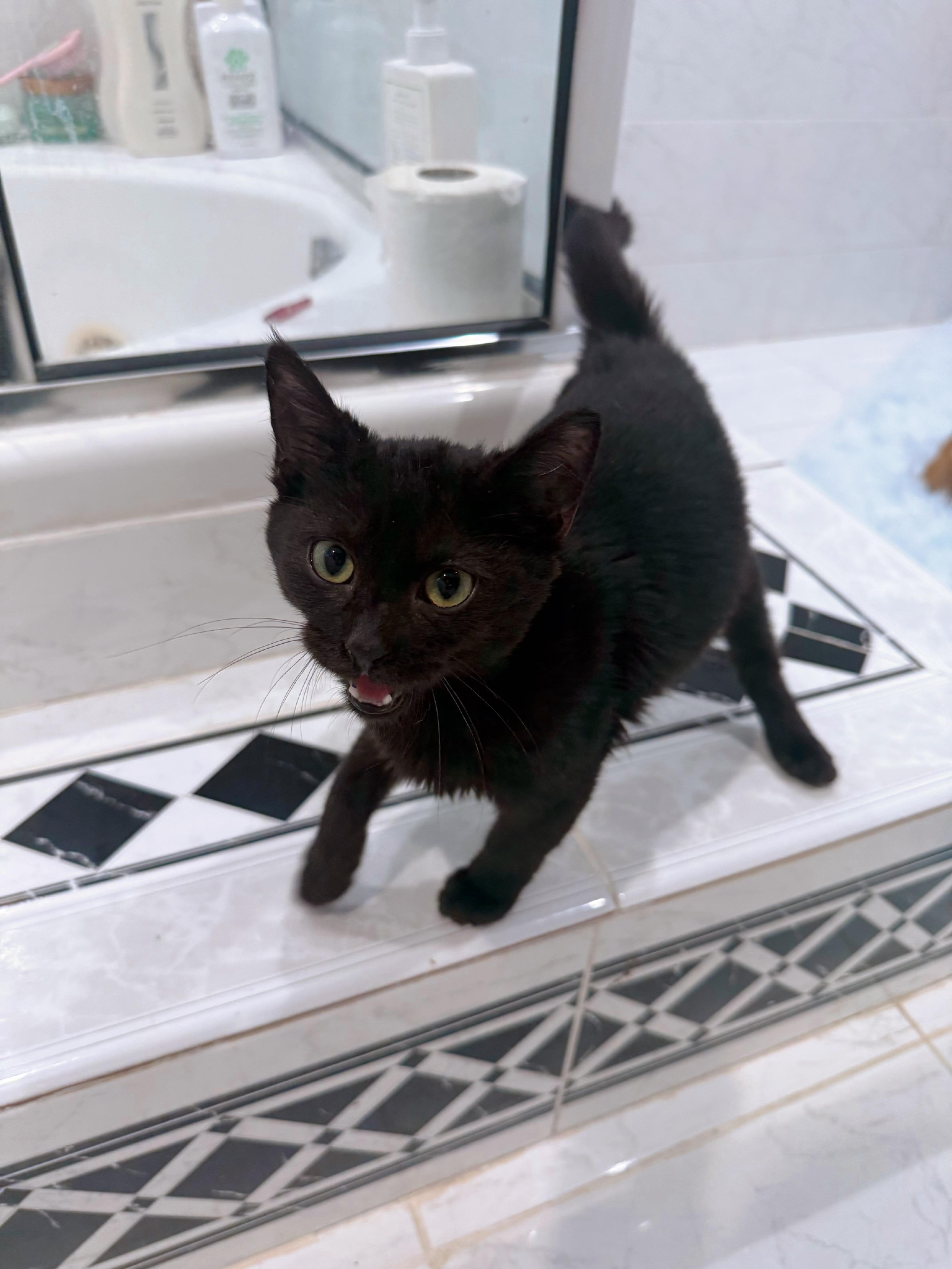 Enlarge Mario, a Adopted Domestic Short Hair in Vineyard Haven, MA image 2/5