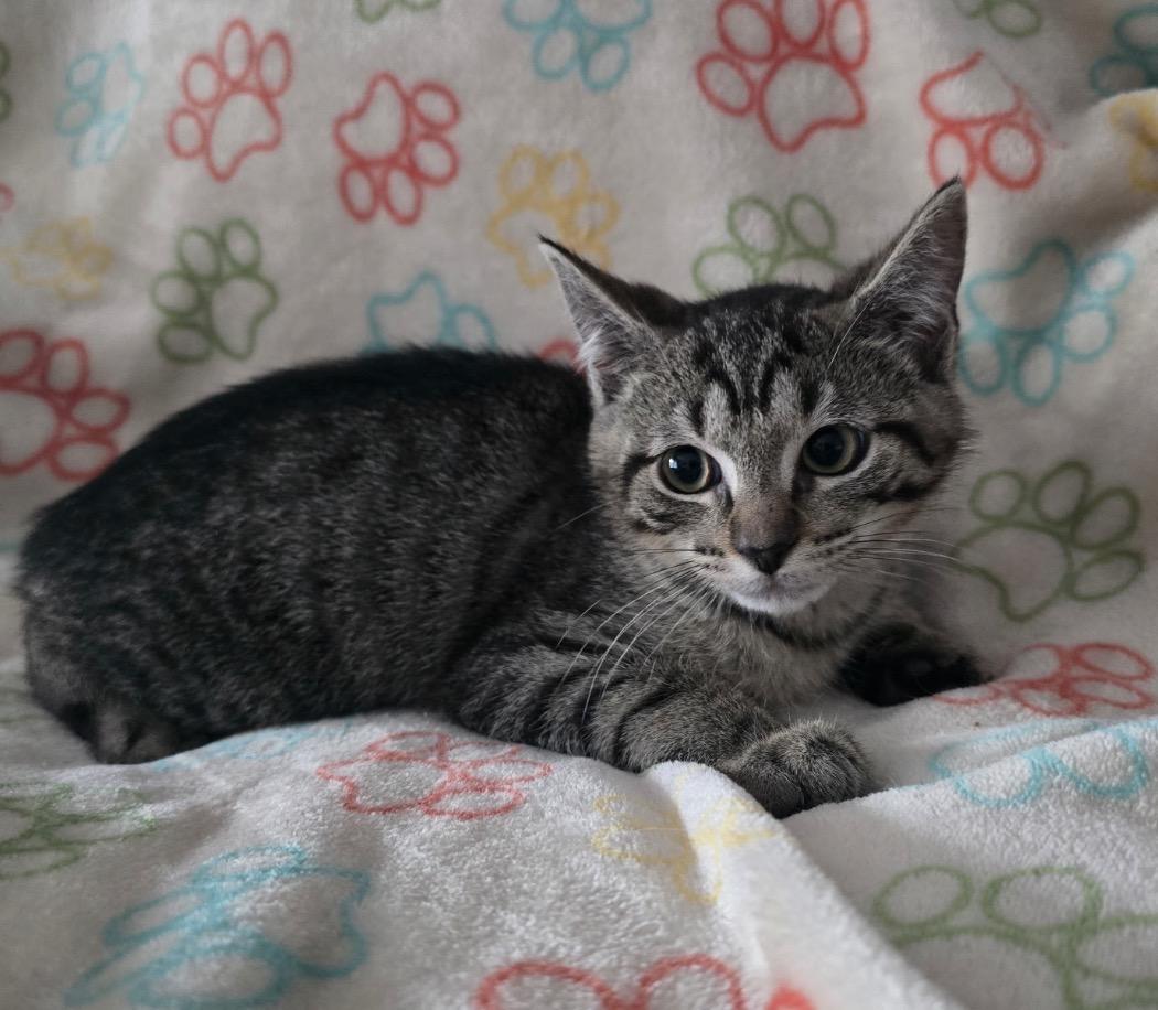 Enlarge FINN - No Tail -, an adopted Domestic Short Hair in Spotswood, NJ image 2/4