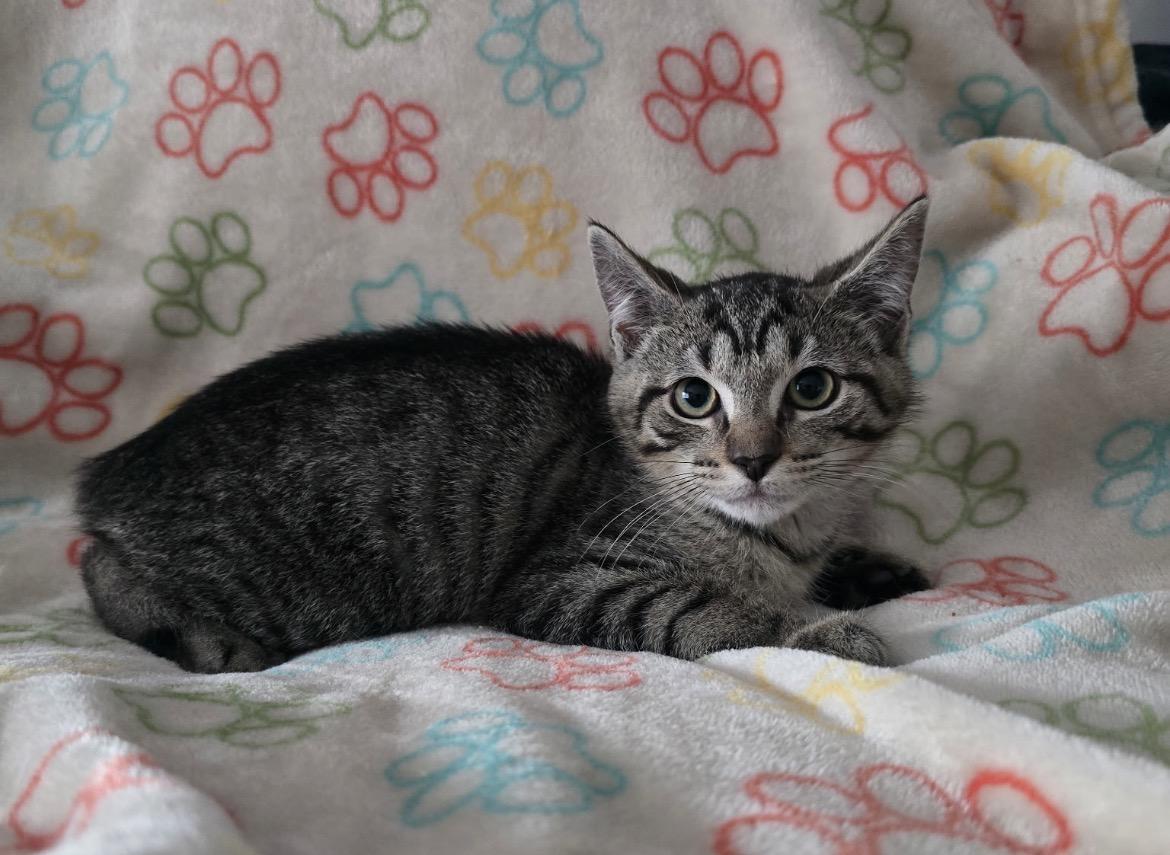 Enlarge FINN - No Tail -, an adopted Domestic Short Hair in Spotswood, NJ image 1/4