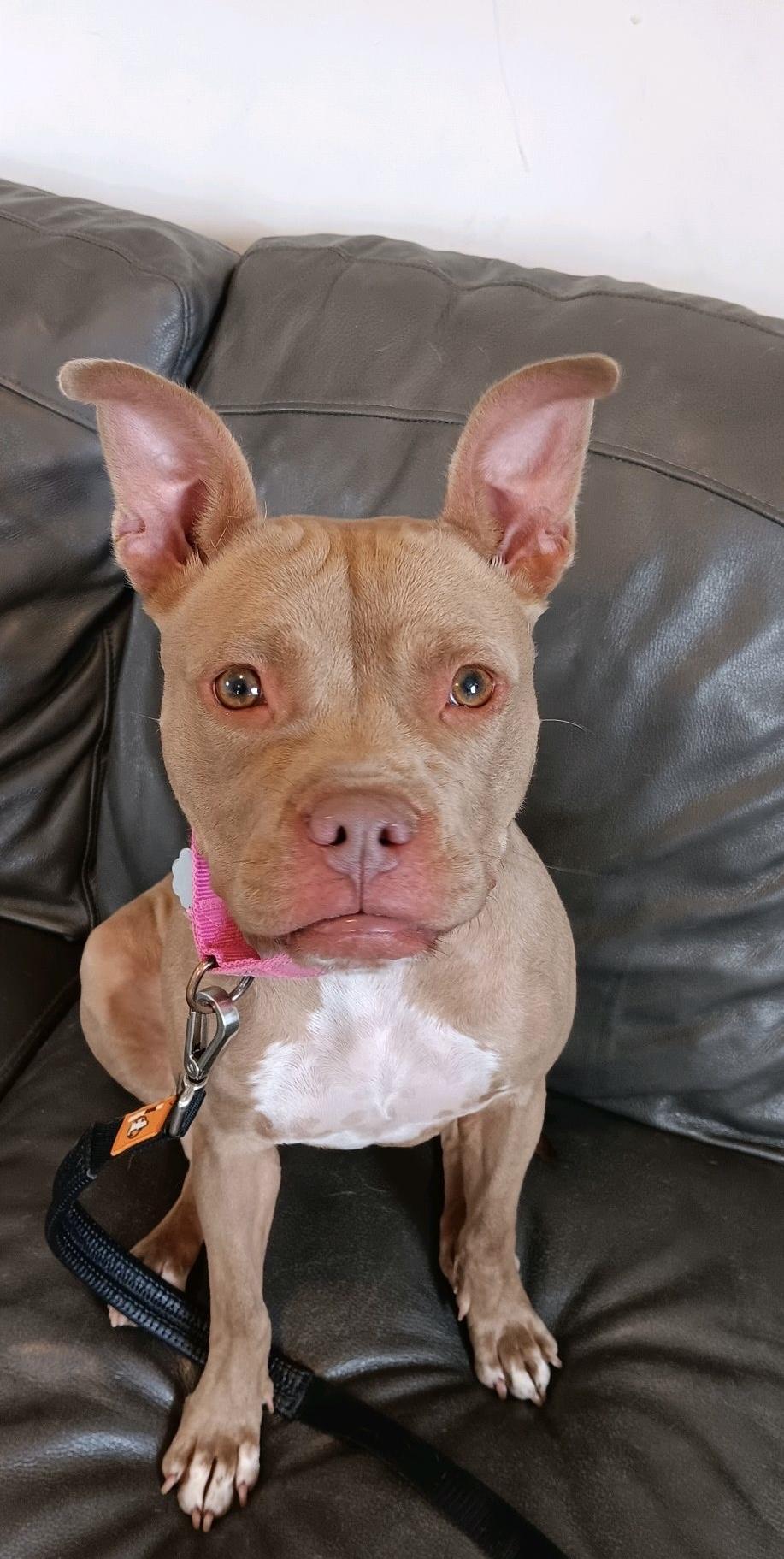 Bella