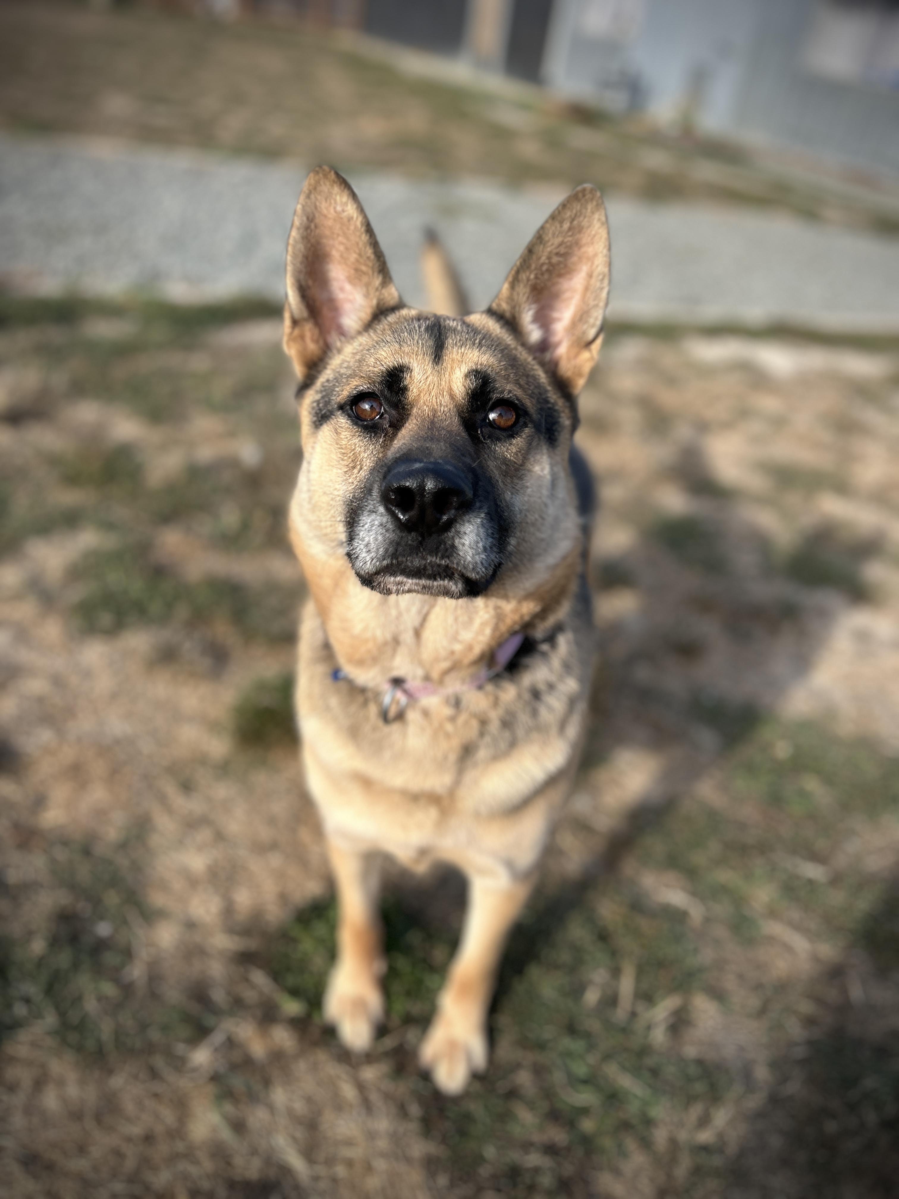 Chloe, a Adoptable mixed breed in Port Angeles, WA image 2/3