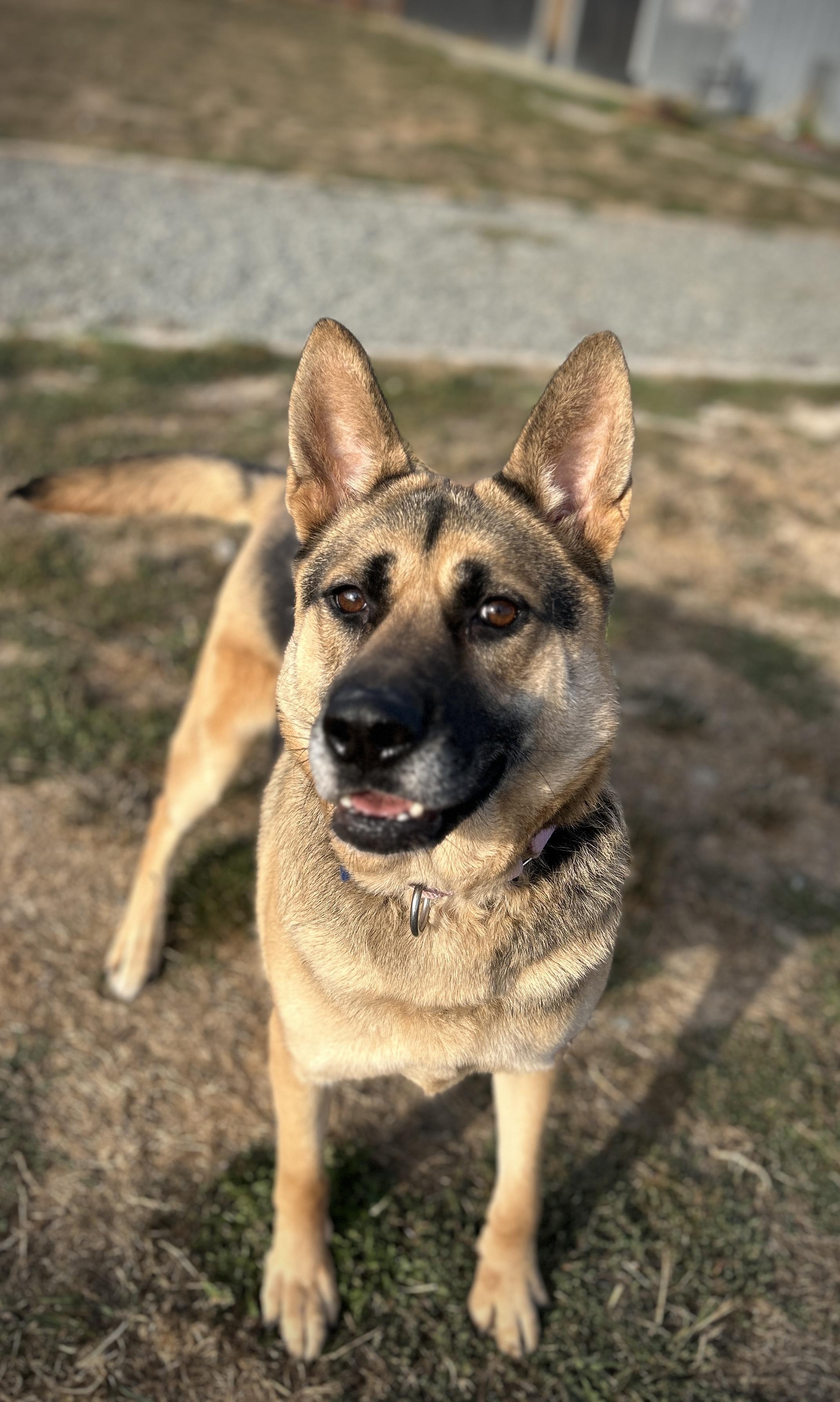Chloe, Adoptable, Young Female German Shepherd Dog & Akita.