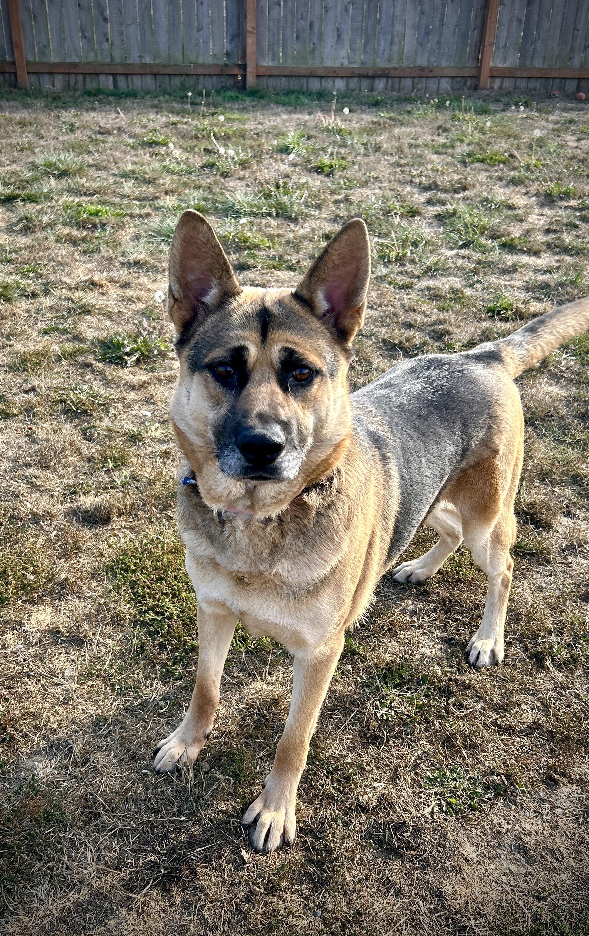 Chloe, a Adoptable mixed breed in Port Angeles, WA image 3/3