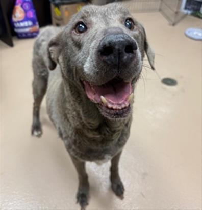 Enlarge TREBLE, a Adoptable Mixed Breed in Nashville, TN image 1/1