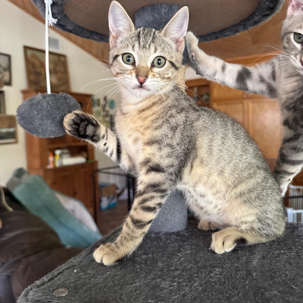 Brinkley, Adoptable, Kitten Female Domestic Short Hair.