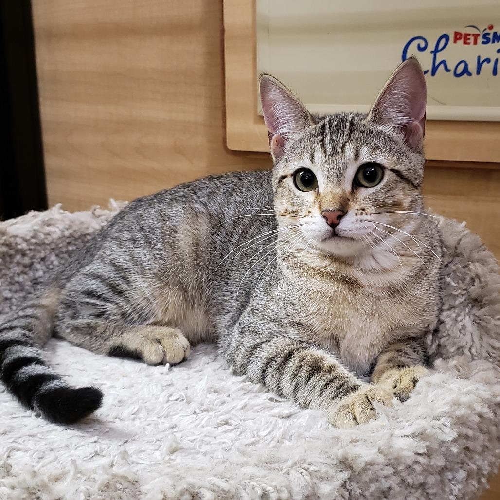 Enlarge Brinkley, a Adoptable Domestic Short Hair in Bulverde, TX image 2/4