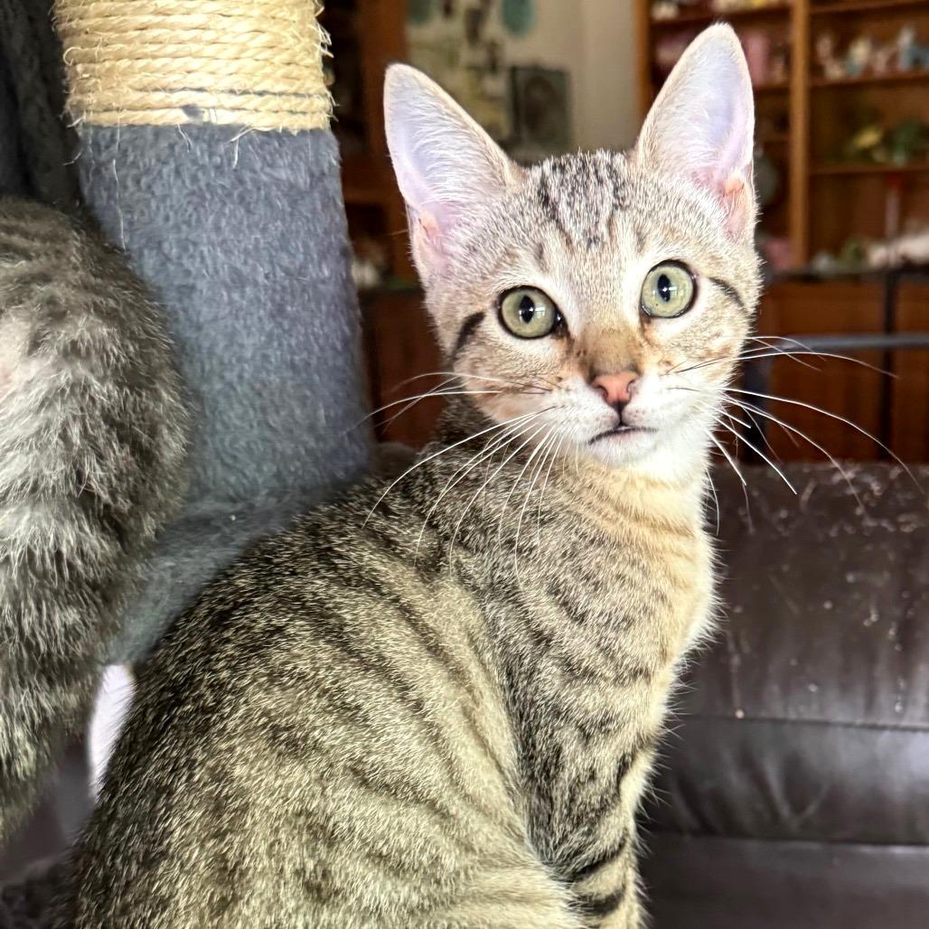 Enlarge Brinkley, a Adoptable Domestic Short Hair in Bulverde, TX image 3/4