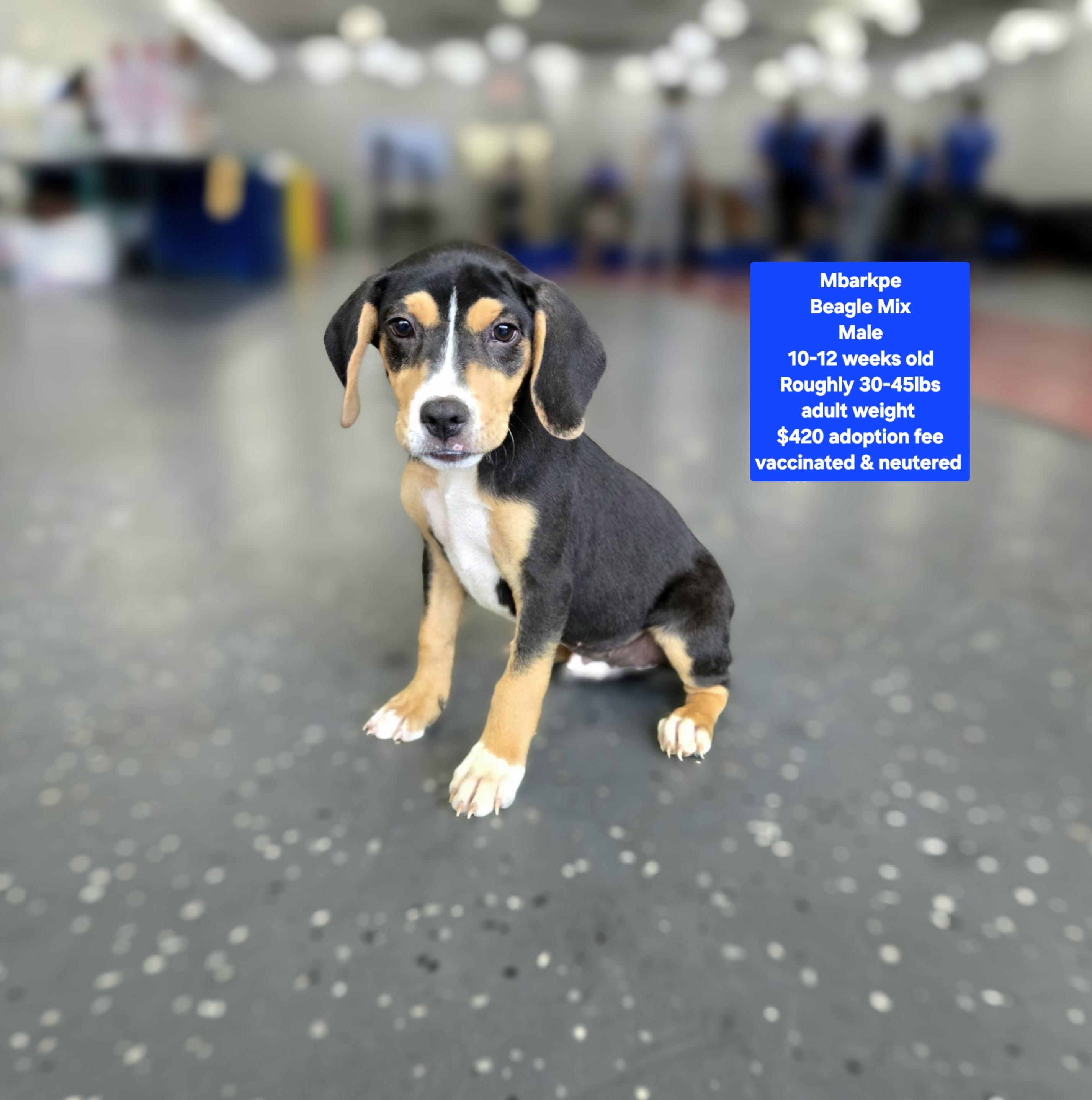 Enlarge Mbarkpe, a ADOPTABLE mixed breed in Oviedo, FL image 1/1