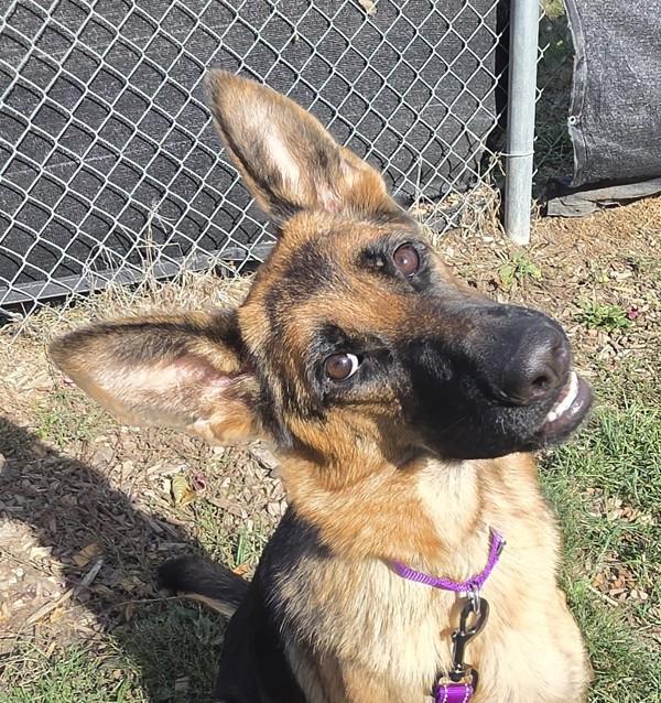 Vivian, Adoptable, Adult Female German Shepherd Dog.