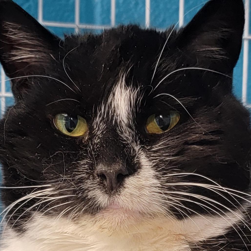 Spoons, Adoptable, Senior Female Domestic Short Hair.