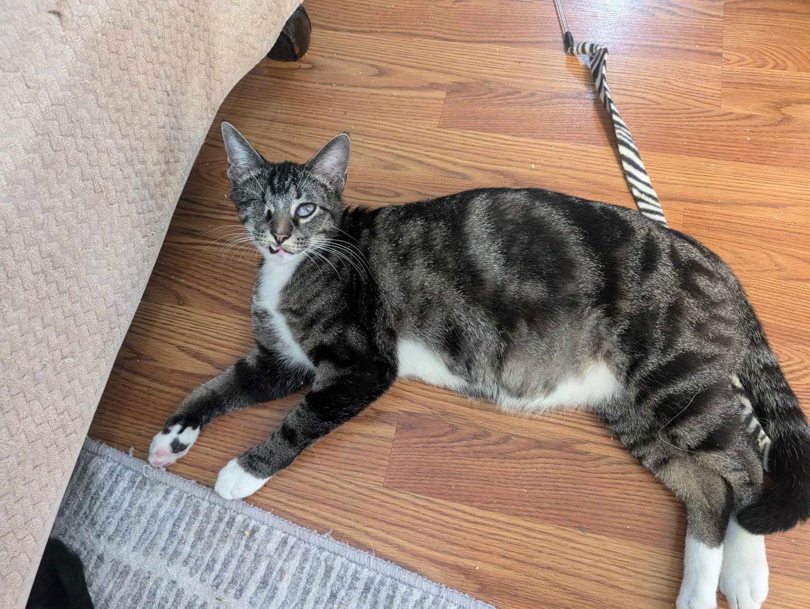 Enlarge BUZZ, a Adoptable Tabby in Capshaw, AL image 1/2