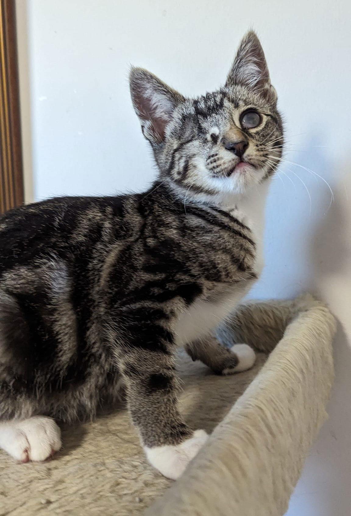Enlarge BUZZ, a Adoptable Tabby in Capshaw, AL image 2/2