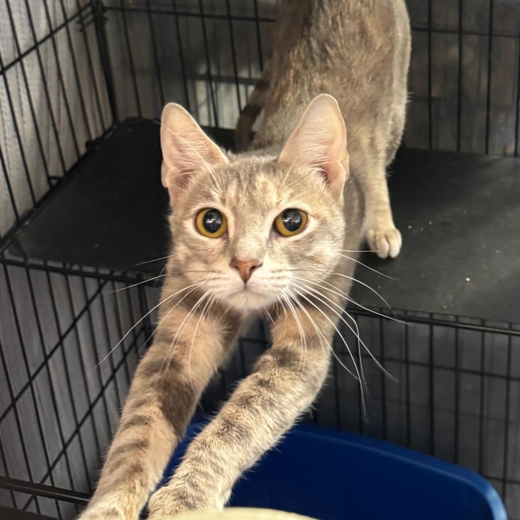 Buffy, Adoptable, Young Female Domestic Short Hair & Domestic Short Hair.