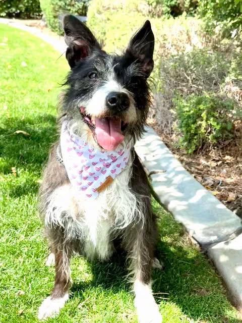 Rosie, adopted, Senior Female Border Collie & Terrier.