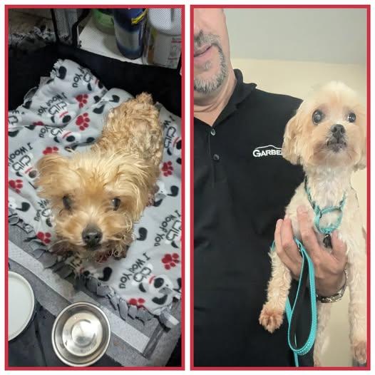 Margo, a Adoptable Yorkie Poo in Ontario, NY image 1/3