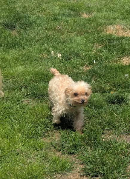 Margo, a Adoptable Yorkie Poo in Ontario, NY image 2/3