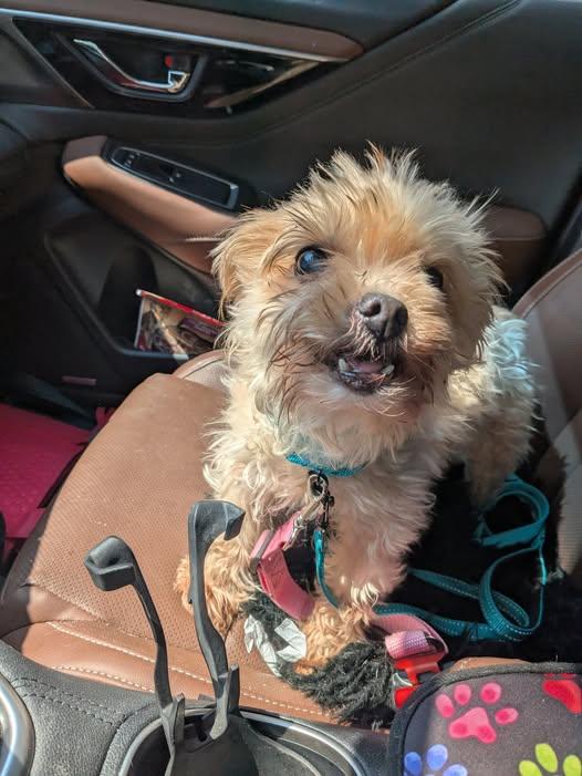 Margo, a Adoptable Yorkie Poo in Ontario, NY image 3/3