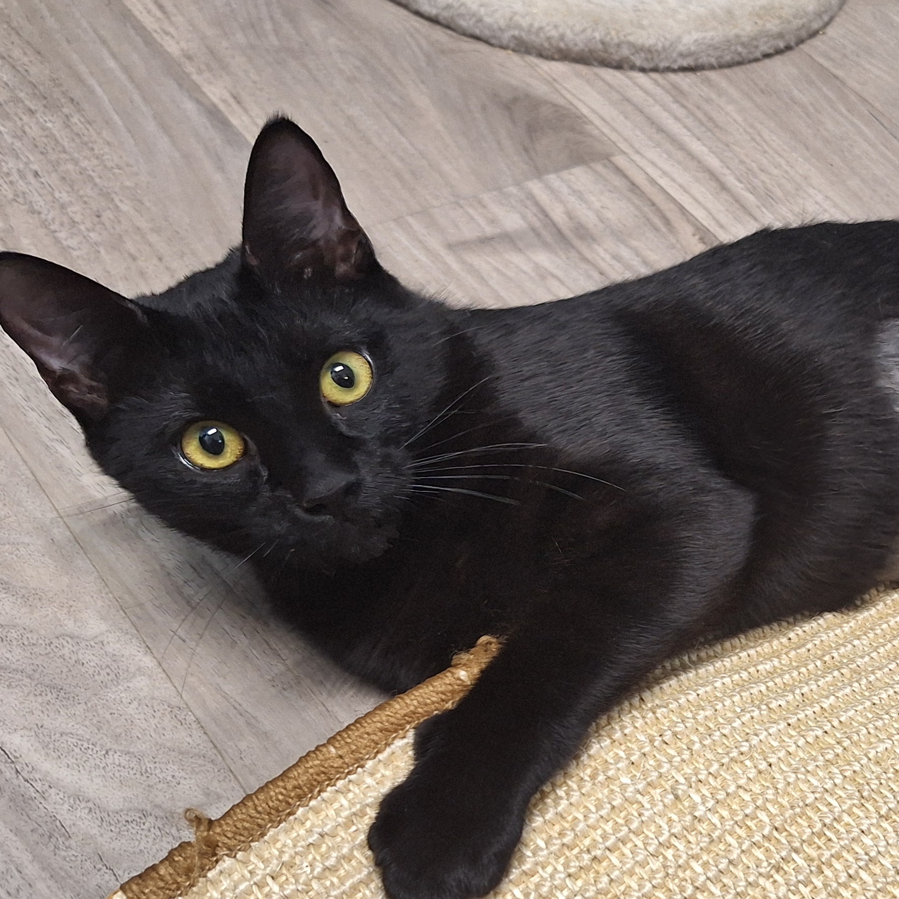 Eclipse, Young Female Domestic Short Hair