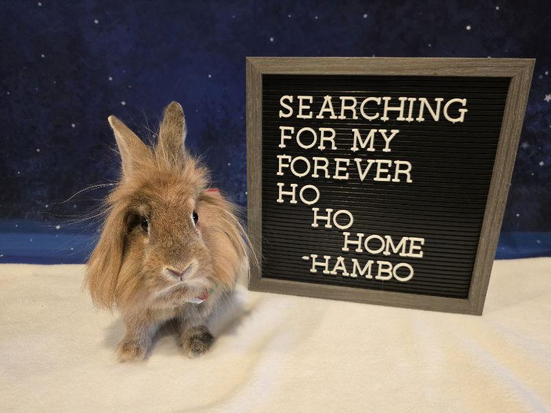 Enlarge Hambo, a Adoptable Lionhead in Columbus, OH image 1/2