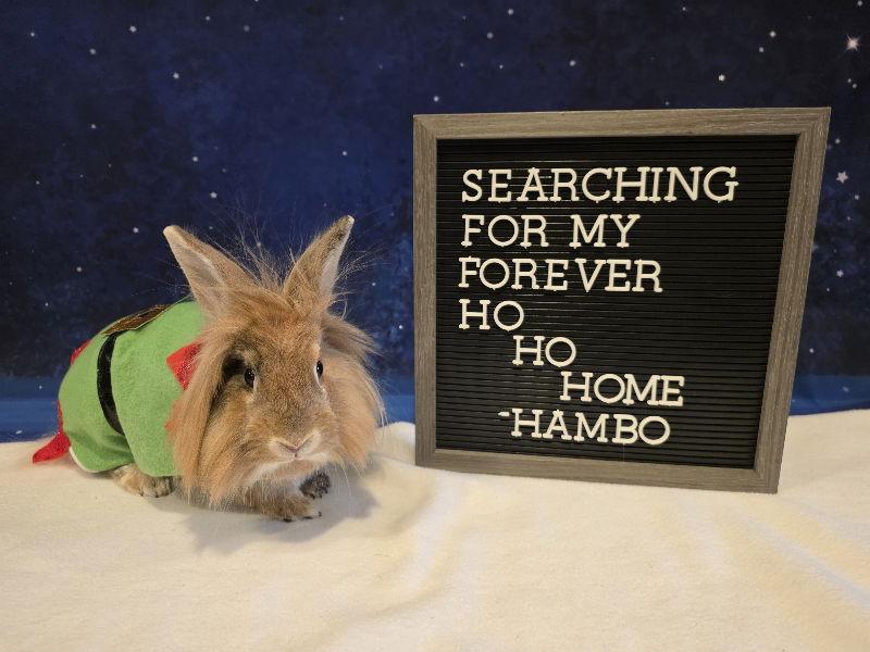 Enlarge Hambo, a Adoptable Lionhead in Columbus, OH image 2/2