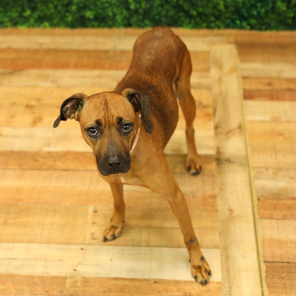 Alana, Adoptable, Adult Female Coonhound & Pit Bull Terrier.