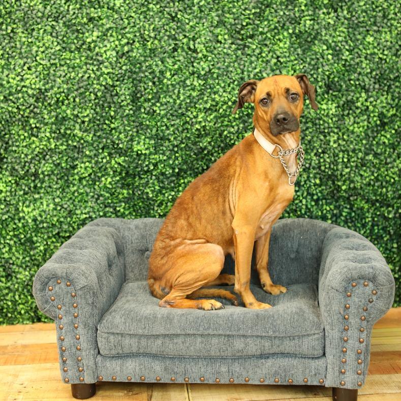 Enlarge Alana, a Adoptable mixed breed in East Saint Louis, IL image 2/3