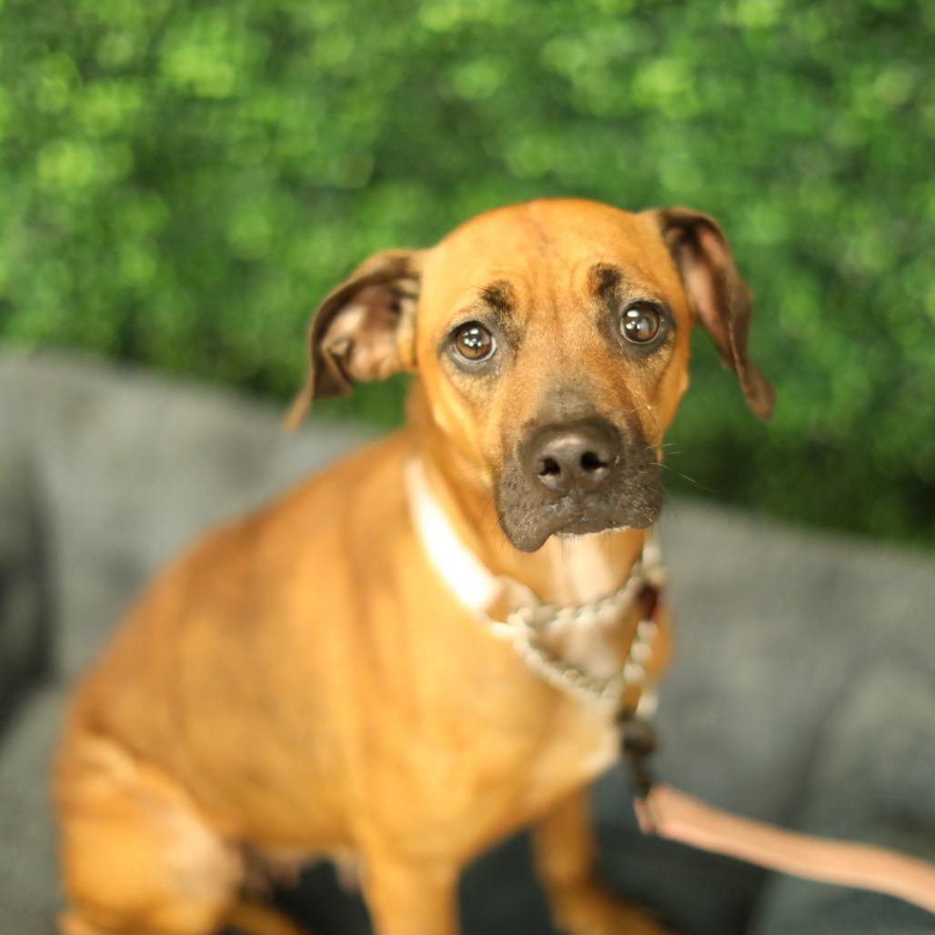 Enlarge Alana, a Adoptable mixed breed in East Saint Louis, IL image 3/3