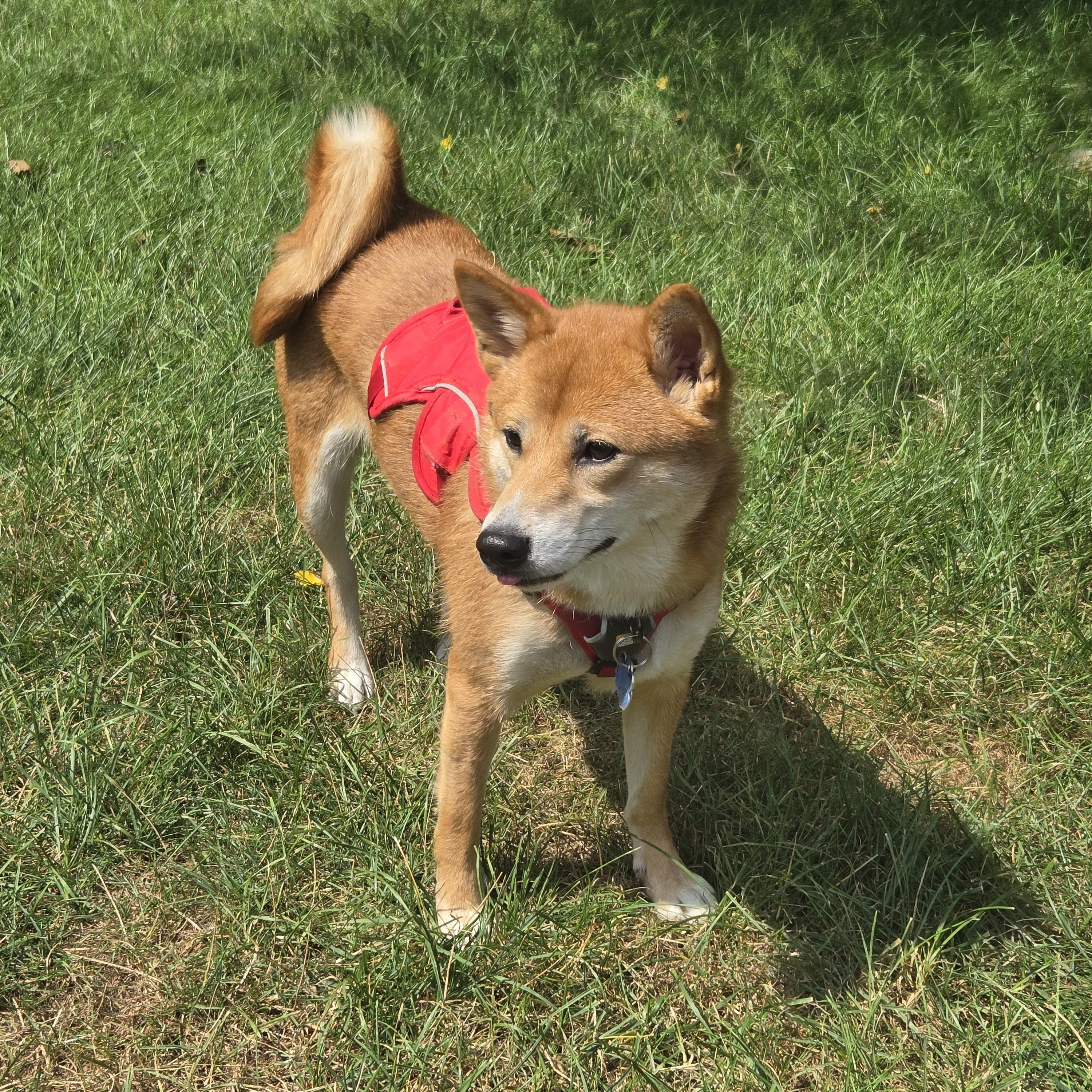 Faith, Adopted, Young Female Shiba Inu.